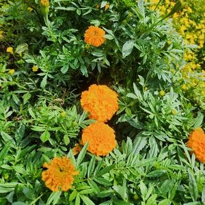 Meet your Posher, Tehya